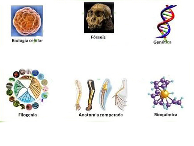 1920 y 1930 La Teoría sintética.