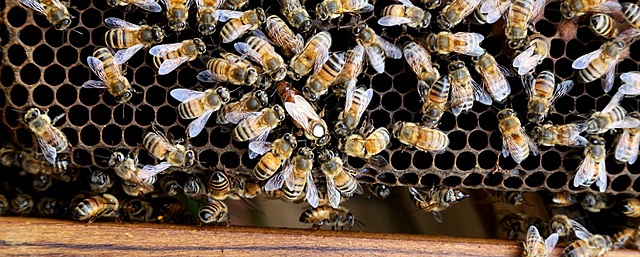 https://minciencias.gov.co/Las abejas endulzan el sector de la bioeconomía en Colombia