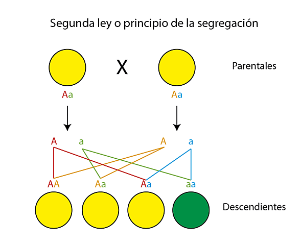 Segunda Ley de Mendel: Principio de la segregación