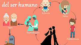 Timeline: CICLOS DE LA VIDA DEL SER HUMANO.