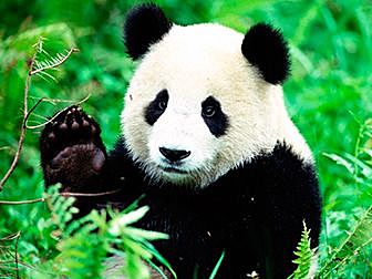 Animales herbívoros