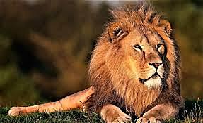 Animales carnívoros