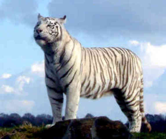 My dream early Birthday Presant