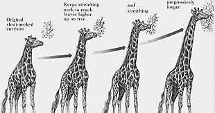 Postulado de Lamarck