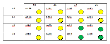 Tercera ley de mendel