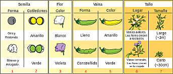 Las leyes de la herencia Mendel