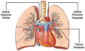 Sistema circulatorio pulmonar