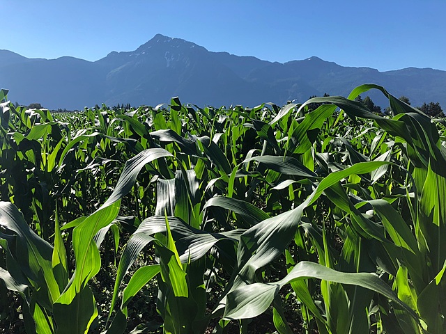 1858: Début de la ruée vers l´or dans la vallée du fleuve Fraser