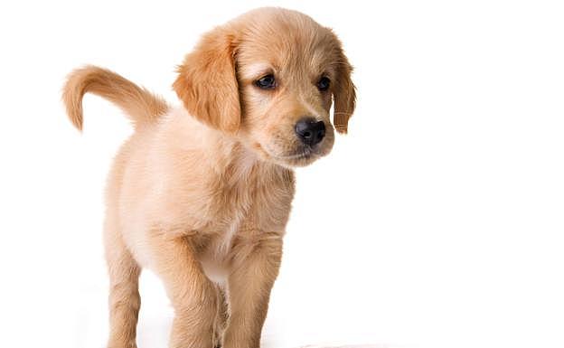 Adoptem un segon gos