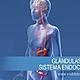 Sistema endocrino