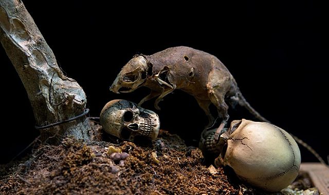 LA PESTE BUBÓNICA DE ASIA