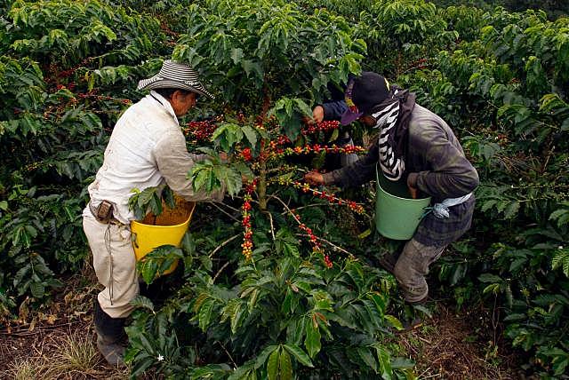 EXPORTACIONES DE CAFE