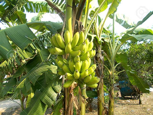 EXPORTACIONES DE PLATANO