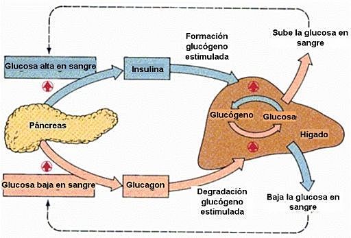 El glucagon