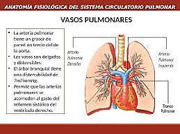 DESCRIPCIÓN DEL SISTEMA CIRCULATIRIO PULMONAR
