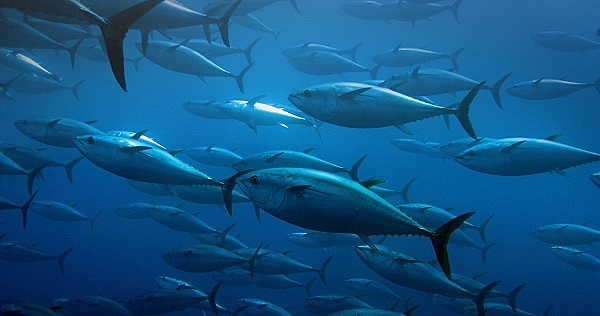 Dominan la Tierra los peces