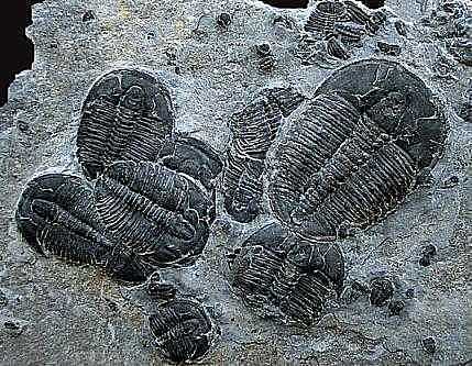 Extinción de los trilobites
