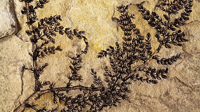 Dominio de las plantas gimnospermas