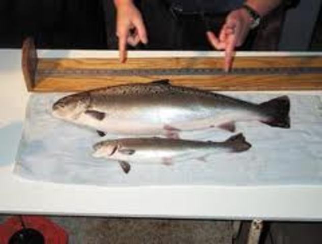 Genetically engineered salmon