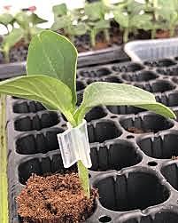 Cucurbitaceas y solanaceas