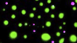 Sumergirse dentro del sistema celular humano