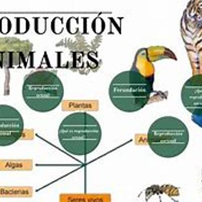 Timeline: EVOLUCION DE LOS ANIMALES.