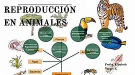 Timeline: EVOLUCION DE LOS ANIMALES.