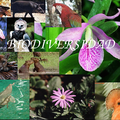 Timeline: Historia De Las Clasificaciones