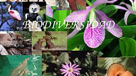 Timeline: Historia De Las Clasificaciones