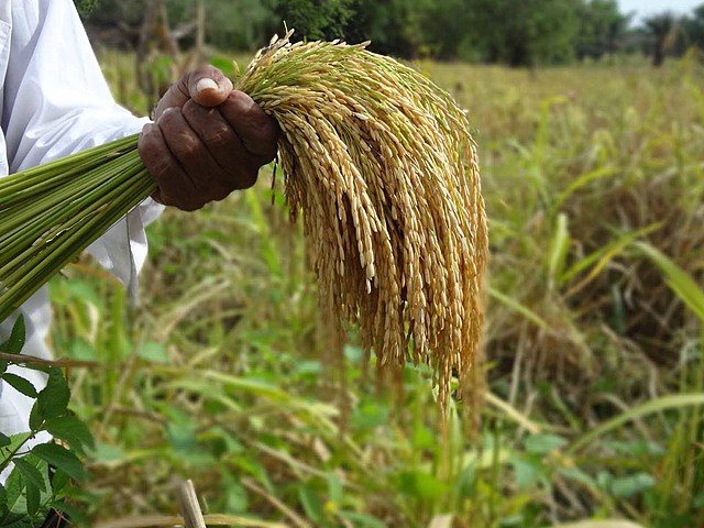 PRIMER CULTIVO DE ARROZ