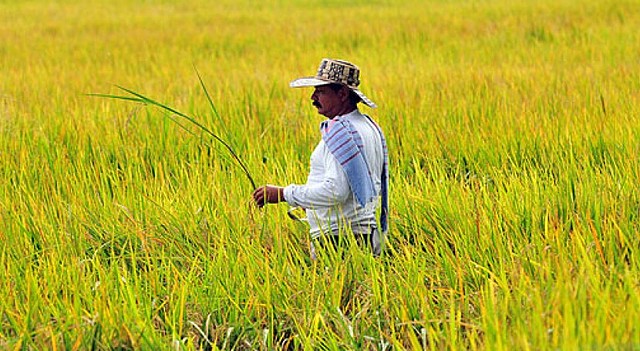 CREACIÓN DE PROGRAMA PARA EL ARROZ