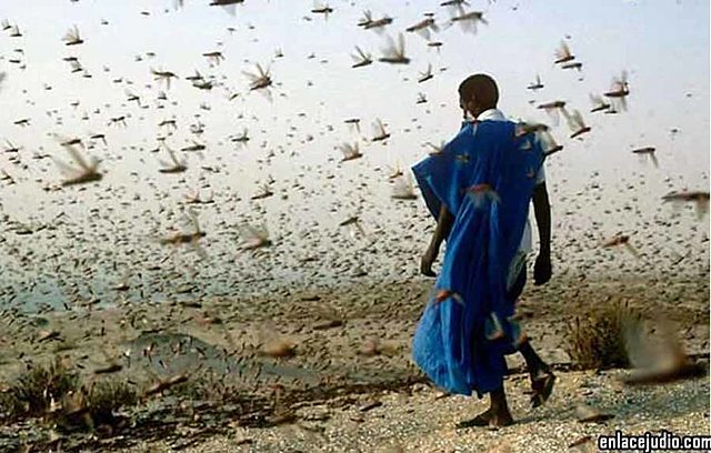 PLAGA DE LANGOSTAS
