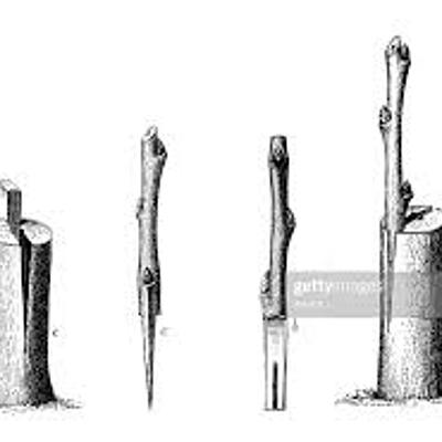 Timeline: Historia de los Injertos