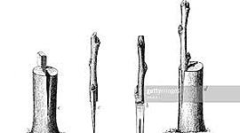 Timeline: Historia de los Injertos