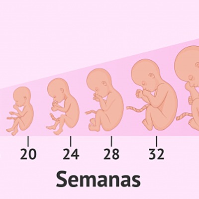 Timeline: Fases de l'embaraç
