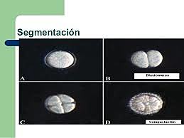 Divisiò de les cèl·lules embrionàries