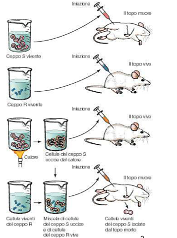 L'esperimento di Griffith
