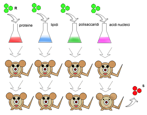 Il contributo di Avery
