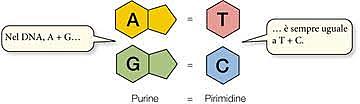 Le regole di Chargaff