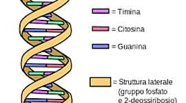 Timeline: Linea del tempo di scienze