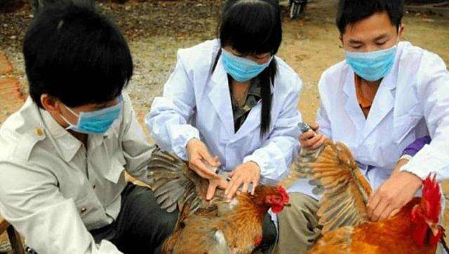 Nuevo brote de gripe aviar en Filipinas