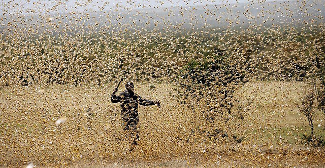 Plaga de langostas en el África deja sin alimento a los países afectados