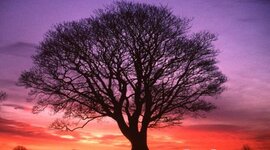 Timeline: The Great Tree of Avalon: Child of the Dark Prophecy