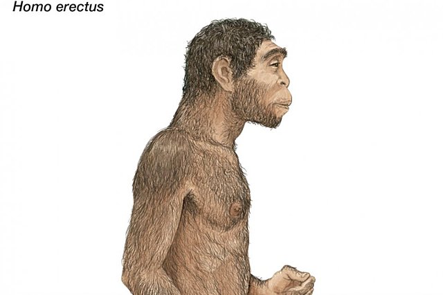 HOMO ERECTUS
