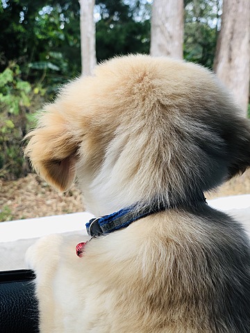 Mi mejor amigo llega a casa