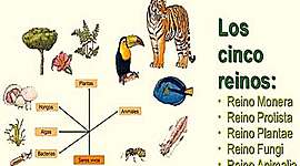 Timeline: CLASIFICACIÓN DE LOS SERES VIVOS