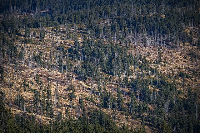 Inicio de seguimiento al cambio de la superficie cubierta por bosque natural