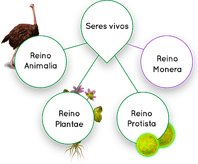 Herbert Faulkner Copeland