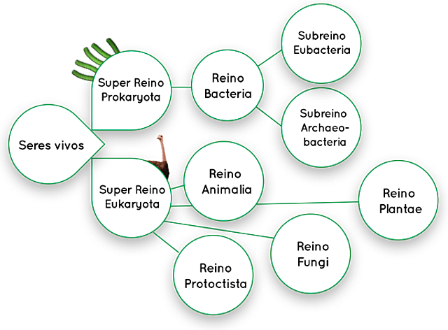Lynn Margulis y Karlene V. Schwartz