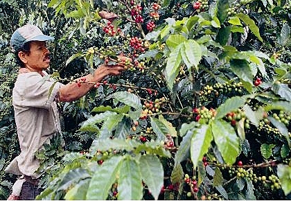 Crisis mundial del capitalismo y caída del café